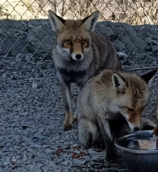 ქეთო და კოტე