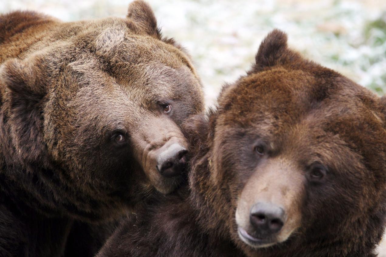 ზოოლოგიური ცენტრი